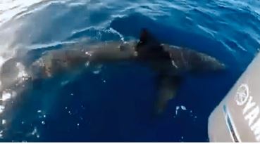 Níos luaithe an mhí seo rinne beirt iascaire físeán ar a bhfuil siad cinnte go raibh siorc bán ag dul timpeall ar a mbád, amach ó chósta na Gaillimhe