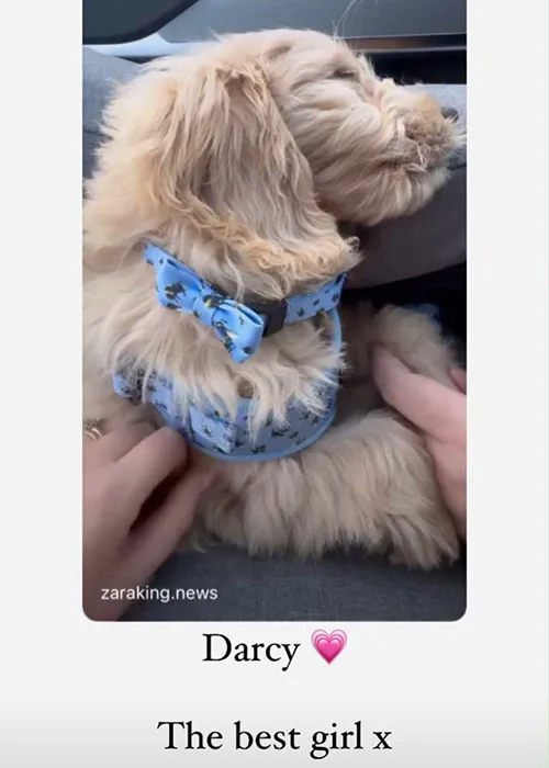 zara dog