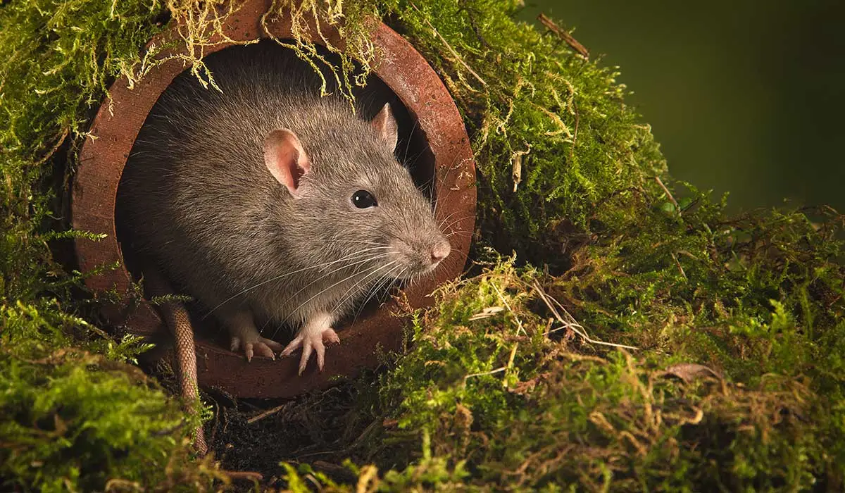 Ná fág aon photaí uisce in aice láimhe nó ar a laghad clúdaigh é