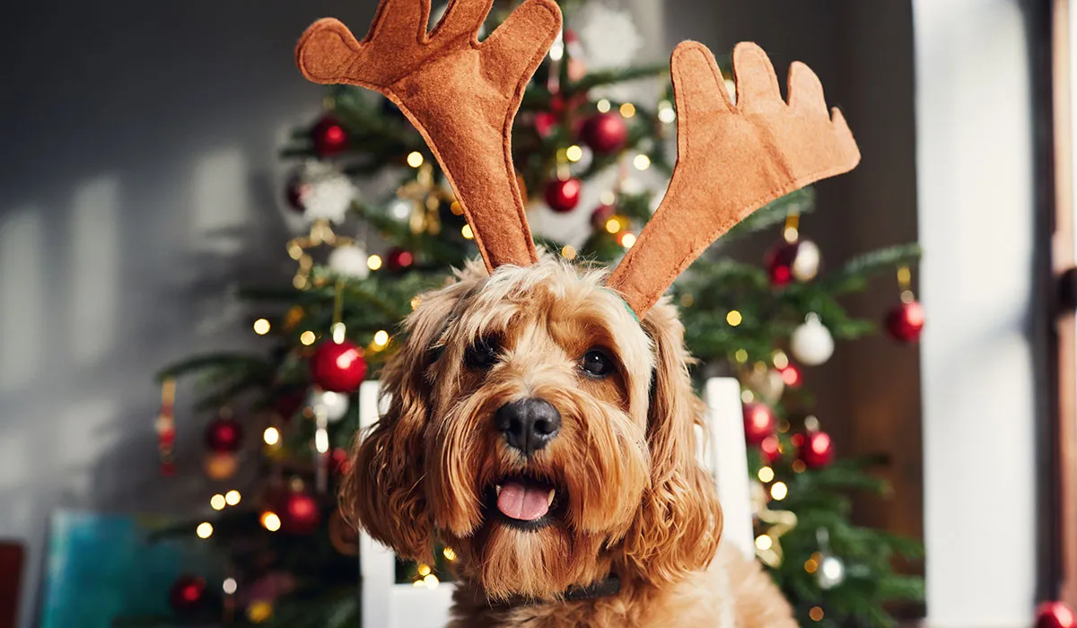 Suigh síos ANOIS agus pleanáil do chaiteachas ar fad