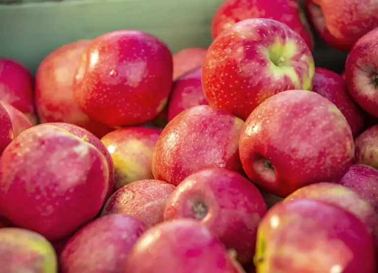 Tá an táirgeadh rialaithe go docht agus ní cheadaítear ach 200 cineál úll speisialta