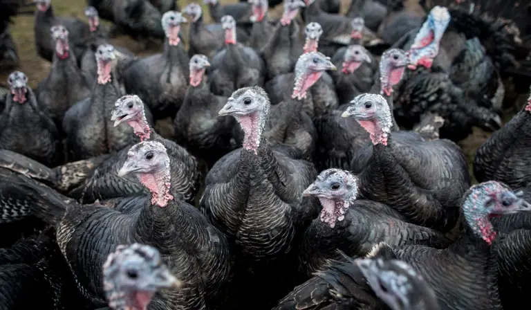 Braitheadh fliú na n-éan den chéad uair in eallach i mí an Mhárta 2024