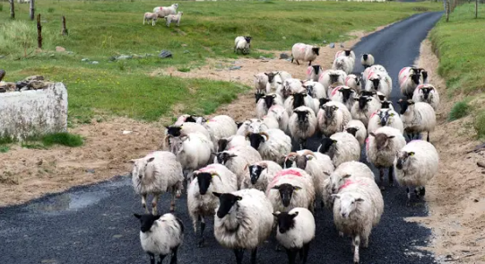 Dúirt Cathaoirleach Caorach an IFA, Adrian Gallagher, gur ‘céim sa treo ceart’ a bhí i rialacháin níos láidre a fógraíodh i mí na Samhna seo caite, ach nach dtéann siad fada go leor 