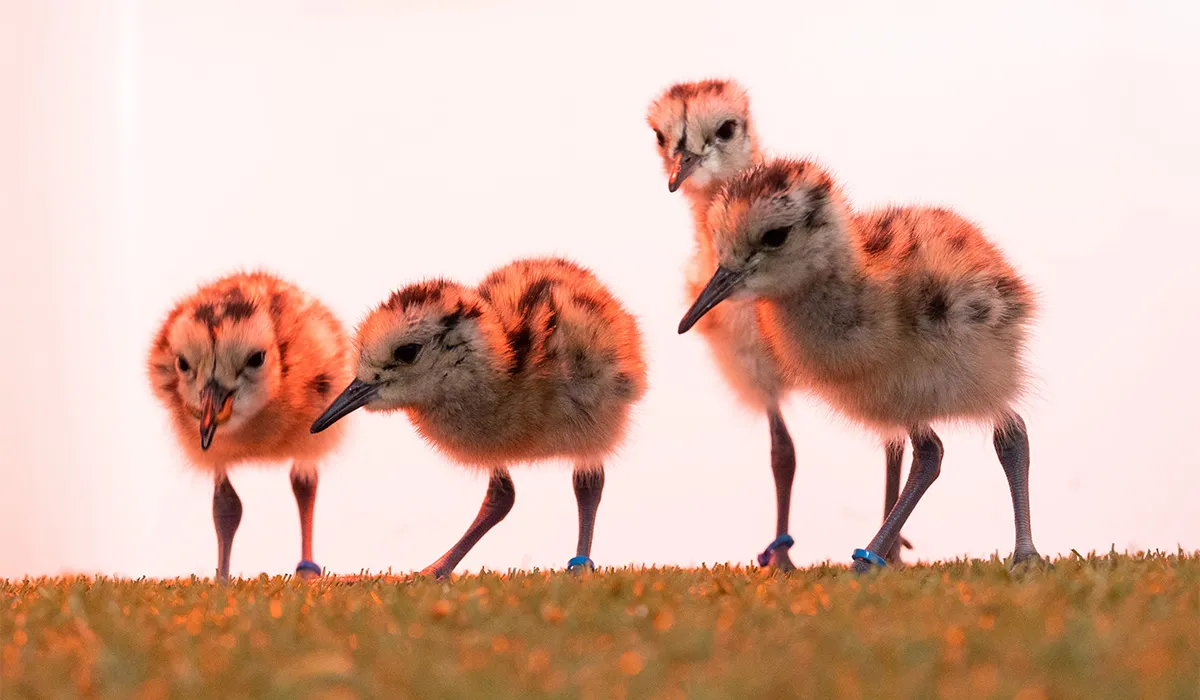 Tá líon na gcuirliún beagnach imithe ar fad as Éirinn ó na 1980idí, ach tá iarracht á dhéanamh iad a thabhairt ar ais