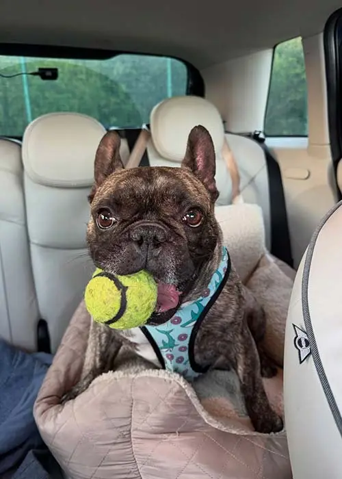 'Ag aimsiú na bréagáin cheart duit le sú sa bhéal — amhail is gur dodi a bhí ann'