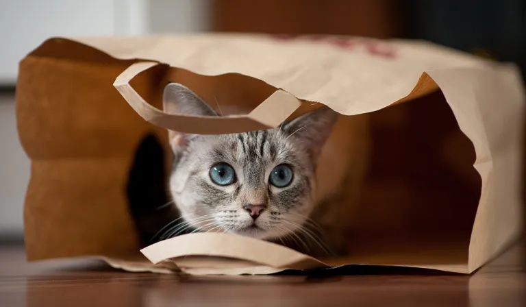 D’fhéadfadh cluasa cait a bheith ag luí i gcoinne a gcinn