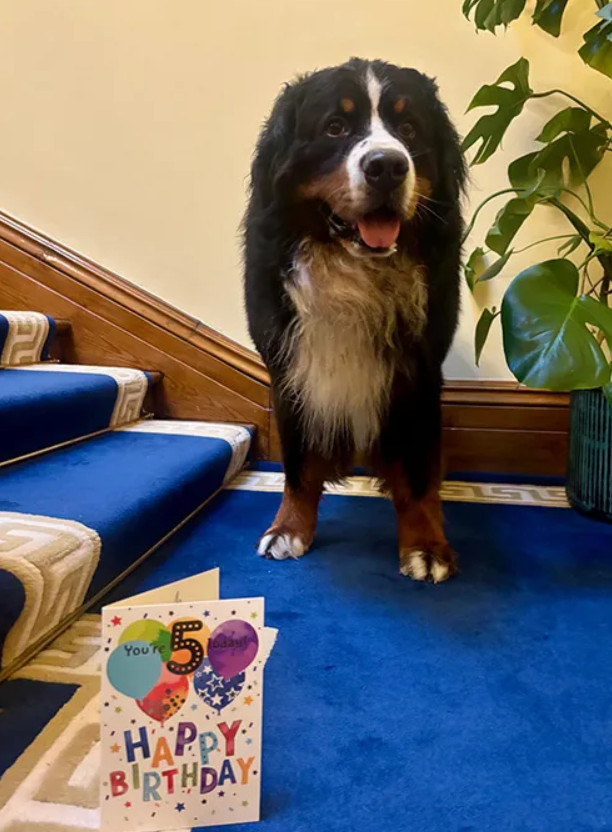 Misneach Pictiur President of Ireland X