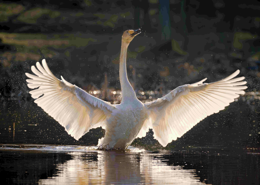 Is áit chónaithe é Boirinn ag roinnt de na hainmhithe is spéisiúla in Éirinn