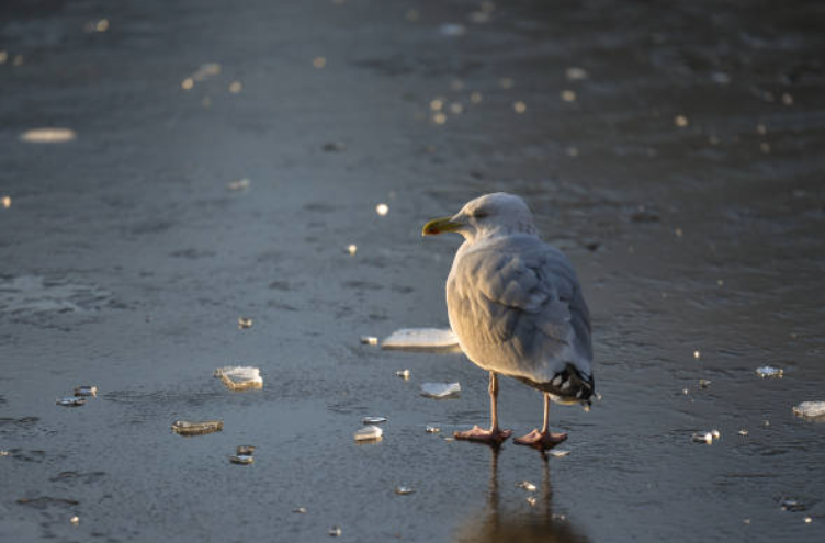 Éan ar oighear ar an gcanáil i mBaile Átha Cliath
