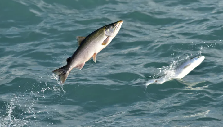 Níl na stoic bradán atá ag dul i laghad teoranta don Bóinne amháin